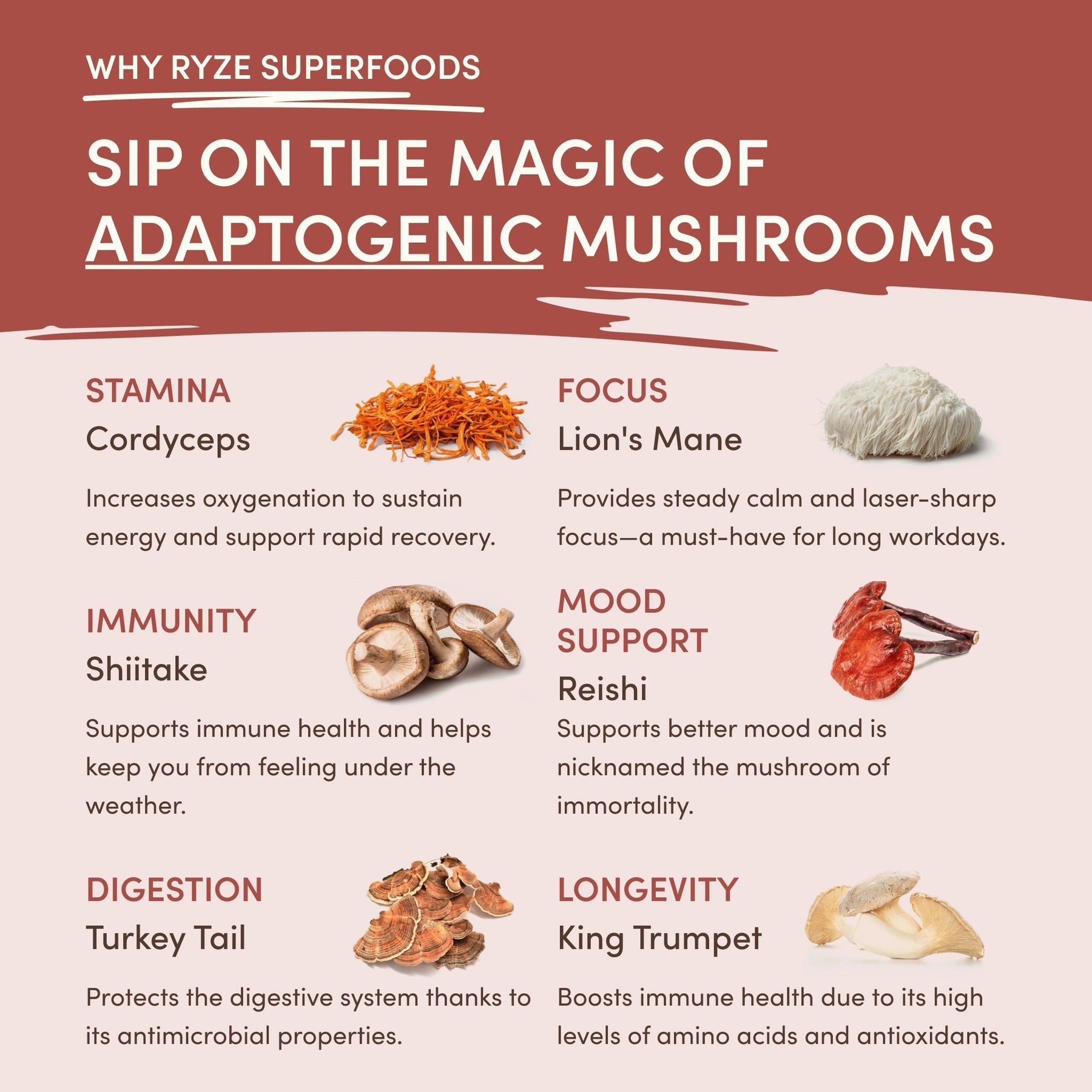 RYZE Mushroom Chicory — Organic Instant Chicory with Shitake & Lions mane, 30 Servings P5